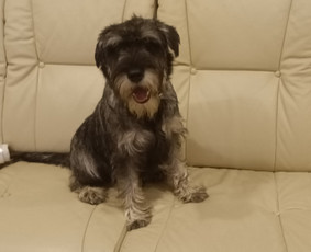 Paslaugos augintiniams - &Scaron;unų vie&scaron;bučiai, priežiūra - 1