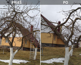 Vaismedžių genėjimas - Vaismedžių genėjimas, priežiūra, konsultacijos (ind.veikla) - 4