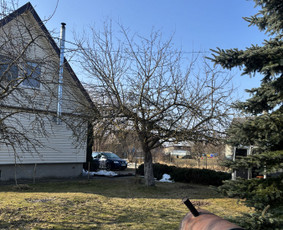 Aplinkos tvarkymas, apželdinimas - Vaismedziu genejimas/skarifikavimas - 2