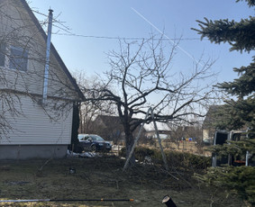 Aplinkos tvarkymas, apželdinimas - Vaismedziu genejimas/skarifikavimas - 1