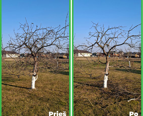 Tradiciniai amatai - Vaismedžių genėjimas Jonavoje ir Kauno apskrityje - 3