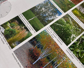 Privačių kiemų projektavimas, apželdinimo planai ir 3D / Dovilė | kraštovaizdžio projektai / Darbų pavyzdys ID 4323959