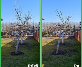 Tradiciniai amatai - Vaismedžių genėjimas Jonavoje ir Kauno apskrityje - 4