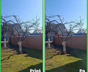 Tradiciniai amatai - Vaismedžių genėjimas Jonavoje ir Kauno apskrityje - 3