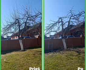 Tradiciniai amatai - Vaismedžių genėjimas Jonavoje ir Kauno apskrityje - 2