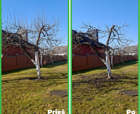 Tradiciniai amatai - Vaismedžių genėjimas Jonavoje ir Kauno apskrityje - 1