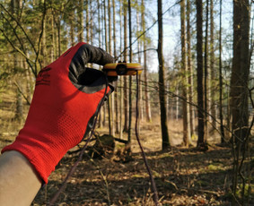 Miškotvarkos projektai, Miškininkystė, Miškai / Ignas Urbelionis / Darbų pavyzdys ID 4326311