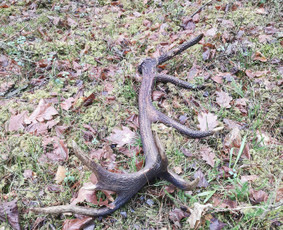 Tradiciniai amatai - Mi&scaron;kotvarkos projektai, Mi&scaron;kininkystė, Mi&scaron;kai - 1