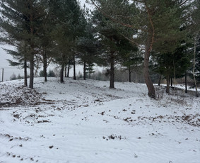 Pievų &scaron;ienavimas - Sklypų tvarkymas , krūmų - medžių pjovimas - 2