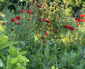 Kiemo, aplinkos apželdinimas - Kra&scaron;tovaizdžio dizainas - 3