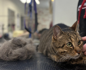 Paslaugos augintiniams - &Scaron;unų ir kačių kirpėja Paulina - 4