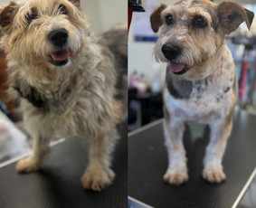 Paslaugos augintiniams - &Scaron;unų ir kačių kirpėja Paulina - 3