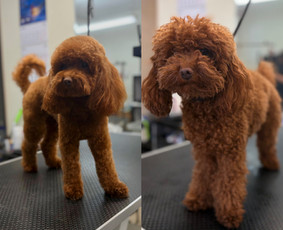 Paslaugos augintiniams - &Scaron;unų ir kačių kirpėja Paulina - 2