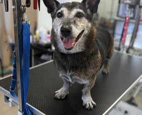 Paslaugos augintiniams - &Scaron;unų ir kačių kirpėja Paulina - 1