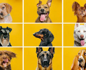 Paslaugos augintiniams - &Scaron;unų vedžiojimo paslauga - 2