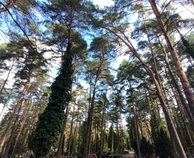 Kapų priežiūra, renovacija, tvarkymas, dekoravimas / Kapų priežiūra, renovacija, tvarkymas. / Darbų pavyzdys ID 4329459