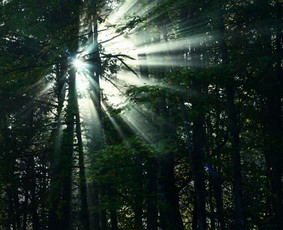 Rinkodara (marketingas) - I&scaron;orinė rinkodaros vadovė - 3