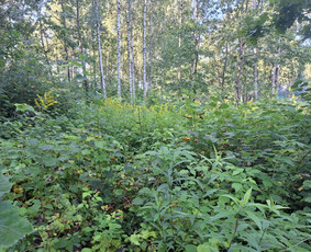 Medžių genėjimas, pjovimas - Medžių bei medelių pjovimas, aplinkos tvarkymas - 4