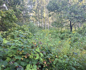 Medžių genėjimas, pjovimas - Medžių bei medelių pjovimas, aplinkos tvarkymas - 3