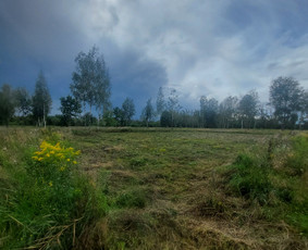 Medžių genėjimas, pjovimas - Medžių bei medelių pjovimas, aplinkos tvarkymas - 2