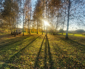 Aplinka, sodas - Uzleistu sklypu tvarkymas, medžiu ir krumu ispjovimas, isvez - 4