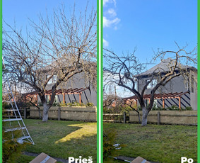 Medžių genėjimas, pjovimas - Vaismedžių genėjimas Jonavoje ir Kauno apskrityje - 4