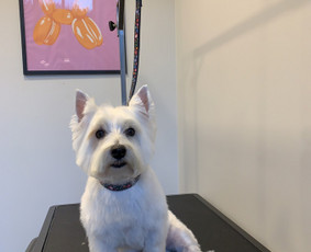 &Scaron;unų ir kačių nagų karpymas - &Scaron;unų ir kačių kirpimas Vilniuje, &Scaron;nipi&scaron;kėse - 3