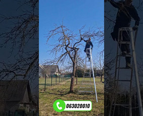 Medžių genėjimas, pjovimas - Vaismedžių genėjimas Jonavoje ir Kauno apskrityje - 3
