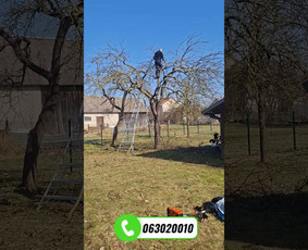 Medžių genėjimas, pjovimas - Vaismedžių genėjimas Jonavoje ir Kauno apskrityje - 2