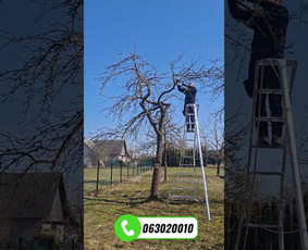 Medžių genėjimas, pjovimas - Vaismedžių genėjimas Jonavoje ir Kauno apskrityje - 1