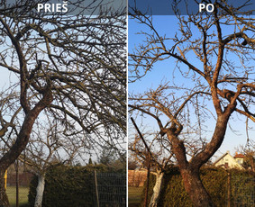 Aplinka, sodas - Vaismedžių genėjimas, priežiūra, konsultacijos (ind.veikla) - 4