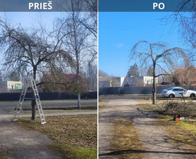 Aplinka, sodas - Vaismedžiu genėjimas,tuju gyvatvorių,krūmų kirpimas! - 3