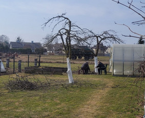 Aplinka, sodas - Vaismedžiu genėjimas,tuju gyvatvorių,krūmų kirpimas! - 4