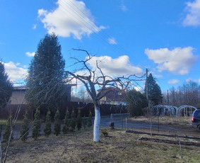 Vaismedžių genėjimas - Vaismedžiu genėjimas,tuju gyvatvorių,krūmų kirpimas! - 3