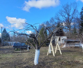 Vaismedžių genėjimas - Vaismedžiu genėjimas,tuju gyvatvorių,krūmų kirpimas! - 2
