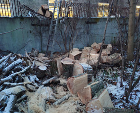 Medžių pjovimas, genėjimas, avarinių medžių šalinimas / Eugenijus S. / Darbų pavyzdys ID 4336203