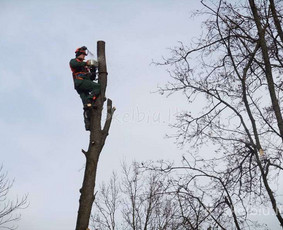 Statybos, apdaila - Medžių pjovimas, genėjimas - 1