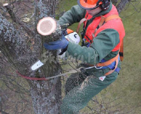 Statybos, apdaila - Medžių pjovimas, genėjimas - 2