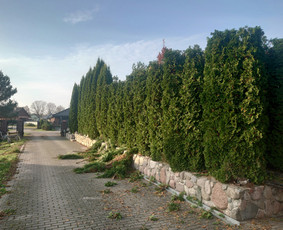Medžių pjovimas, genėjimas, avarinių medžių šalinimas / Eugenijus S. / Darbų pavyzdys ID 4336751