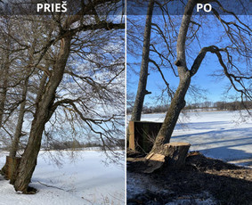 Avarinių medžių pjovimas - Sklypų tvarkymas: medžių ir krūmų pjovimas su i&scaron;vežimu. - 3