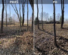 Medžių genėjimas, pjovimas - Sklypų tvarkymas: medžių ir krūmų pjovimas su i&scaron;vežimu. - 1