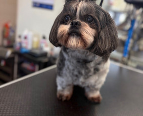 Paslaugos augintiniams - &Scaron;unų ir kačių kirpėja Paulina - 2