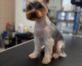 Paslaugos augintiniams - &Scaron;unų ir kačių kirpėja Paulina - 1