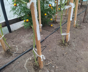 Statybos, apdaila - Automatinės laistymo sistemos įrengimas - 4