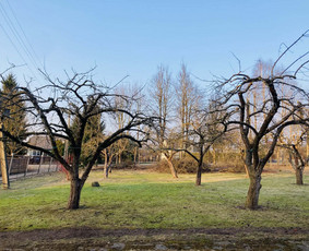 Statybos, apdaila - Vejos skarifikavimas, trę&scaron;imas, medžių genėjimas - 3