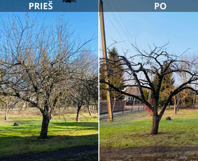 Statybos, apdaila - Vejos skarifikavimas, trę&scaron;imas, medžių genėjimas - 2