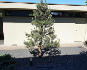 Aplinkos tvarkymas, apželdinimas - Dekoratyvinių medelių formavimas.niwaki.bonsai. - 3