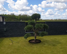 Aplinkos tvarkymas, apželdinimas - Dekoratyvinių medelių formavimas.niwaki.bonsai. - 4