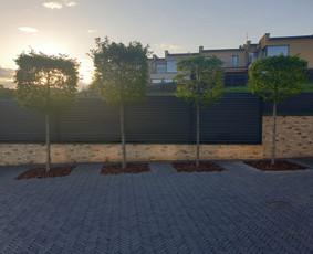 Aplinkos tvarkymas, apželdinimas - Dekoratyvinių medelių formavimas.niwaki.bonsai. - 3