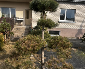 Aplinkos tvarkymas, apželdinimas - Dekoratyvinių medelių formavimas.niwaki.bonsai. - 2